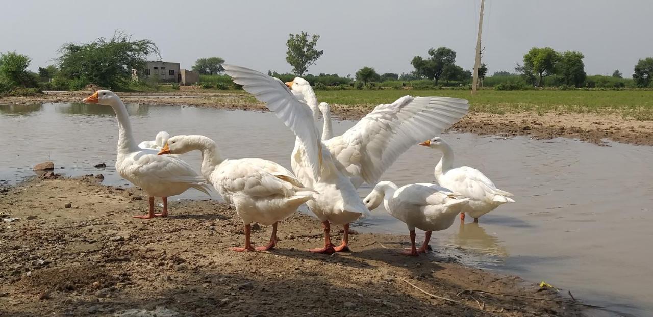 Ibishouse Farm Stay Bharatpur Exterior photo